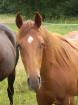 Qaurter Horse Stute 2 5J